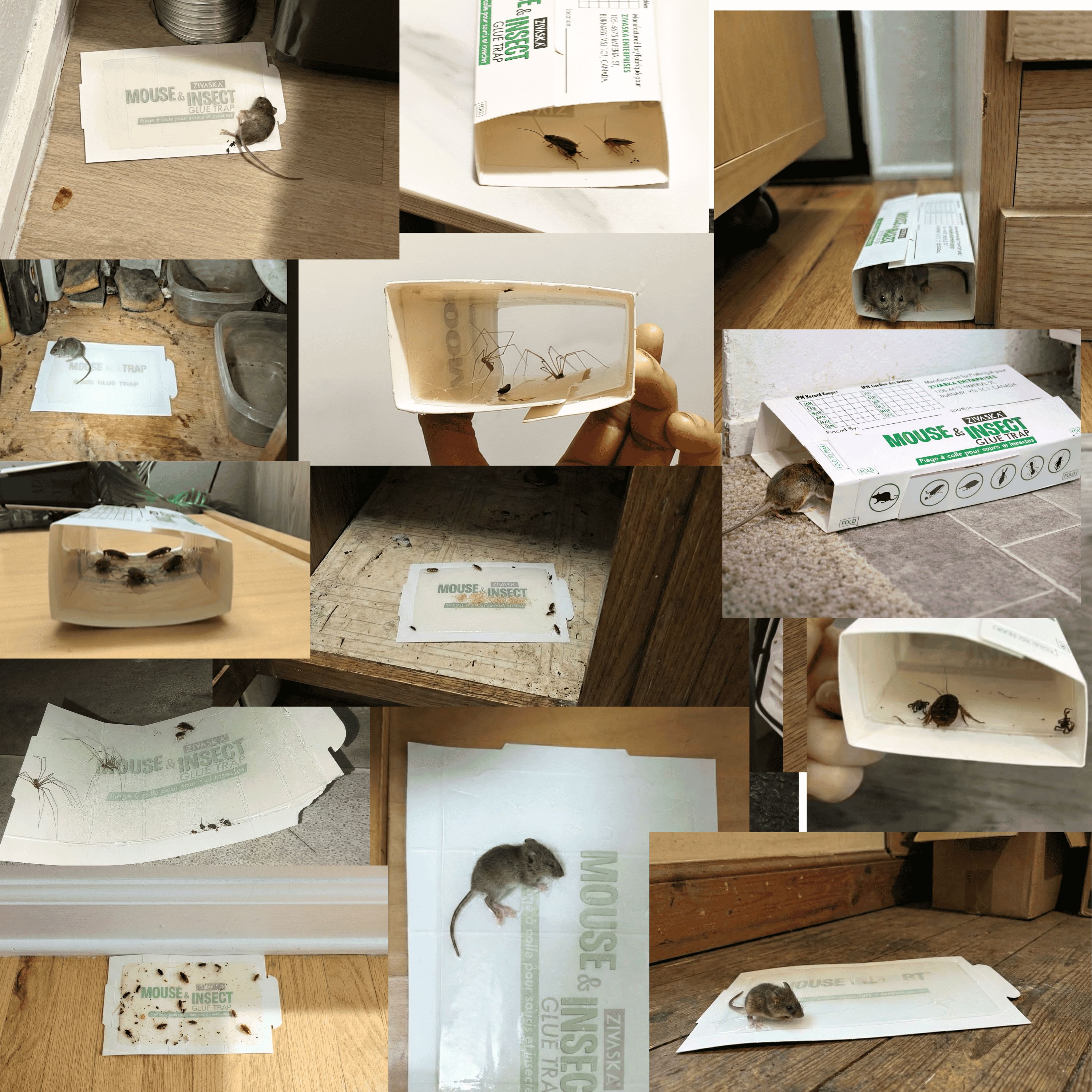 15 / 50 / 100 Mice Traps | Sticky Traps| Mouse Traps | Mouse Sticky Traps | Insect Traps| Foldable Adhesive Capture Boards for Indoor Monitoring | Unscented | No Chemicals | Flat or Tunnel Use